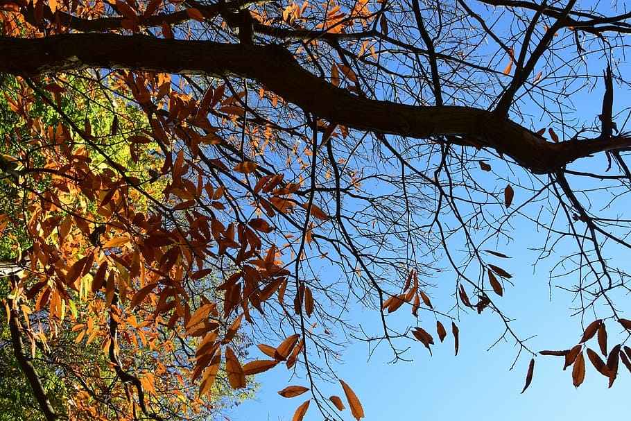 autumn, stick, dry tree, old tree, landscape, nature, fall colors HD wallpaper
