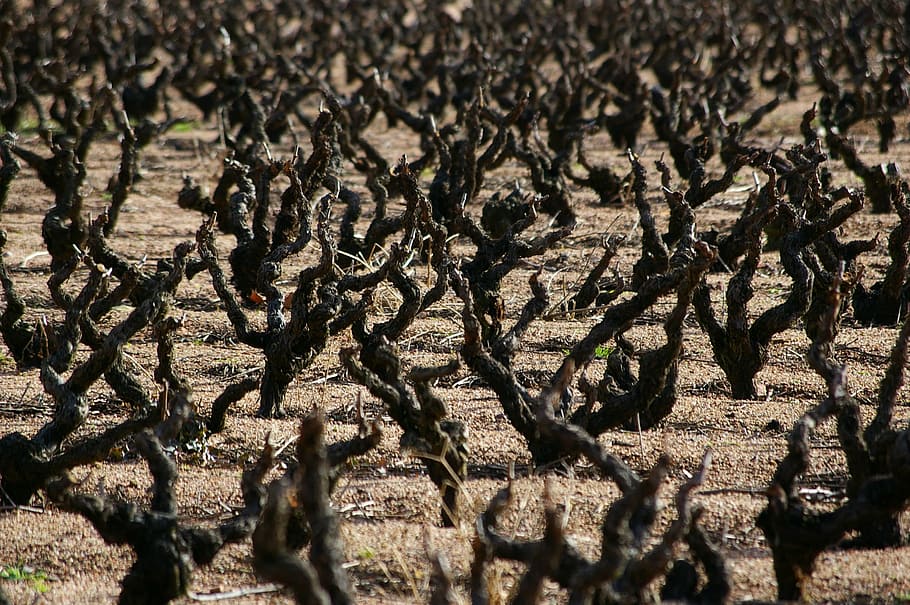 vine, grape, burgundy, vineyard, nature, selective focus, sunlight HD wallpaper