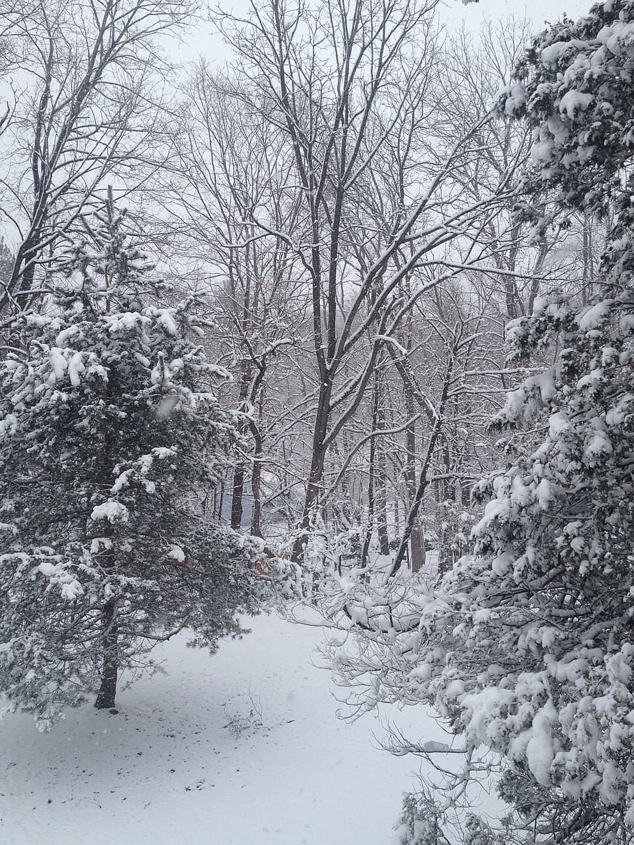 Snow, Trees, Winter, Christmas, Cold, landscape, forest, winter trees HD wallpaper