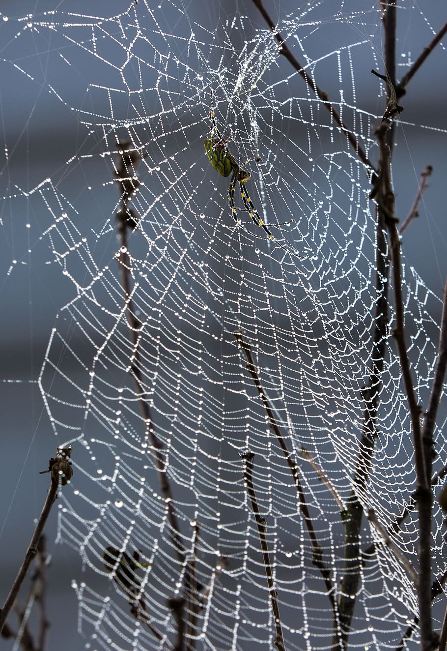 spider web, dew, insects, morning dew, network, fragility, animal themes HD wallpaper