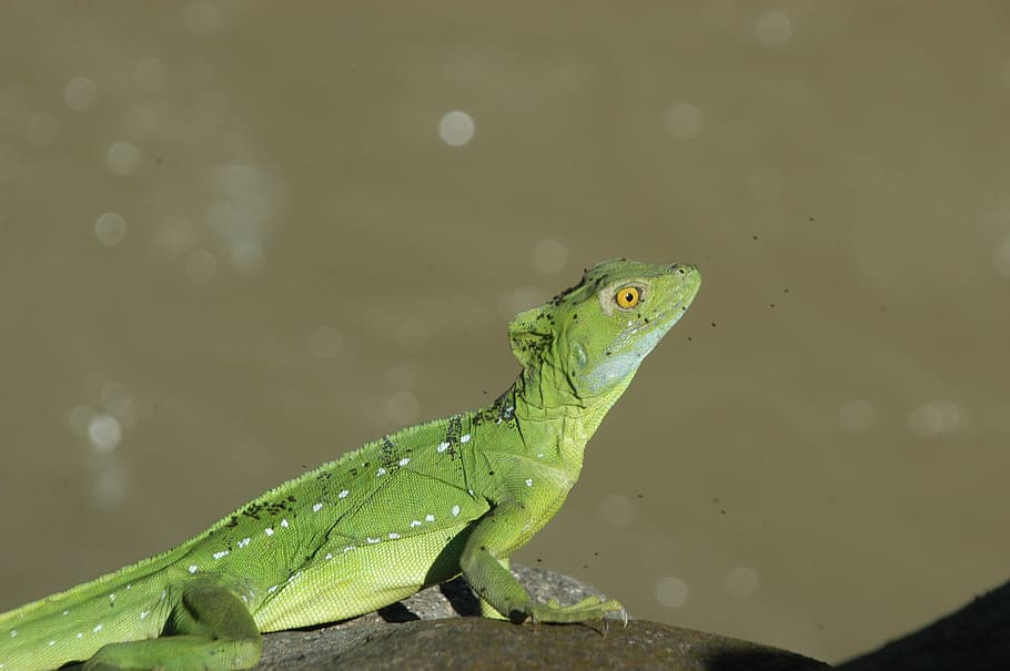 gecko, lizard, nature, reptile, animal, wildlife, iguana, close-up HD wallpaper
