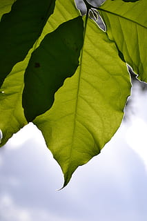 Leaves, Sunlight, Back Light, Sky, golden leaf clouds, sri lanka HD wallpaper