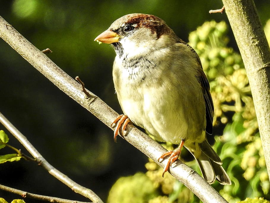 house sparrow, sperling, bird, songbird, garden bird, nature, HD wallpaper