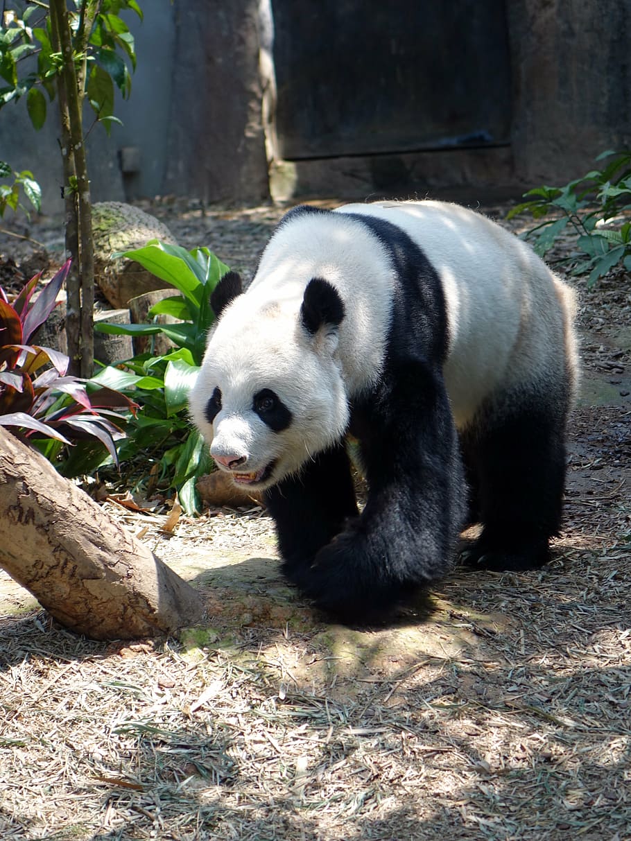 selective focus photo of panda beside leaf plant, animal, endangered, HD wallpaper