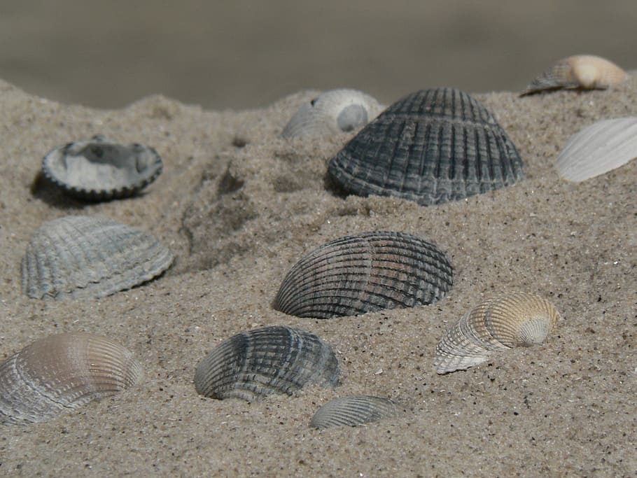 shell, beach, sea, land, sand, no people, nature, animal wildlife HD wallpaper