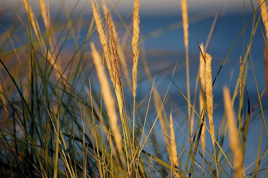 Dune, Beach, Coast, abendstimmung, sunset, sunlight, mood, holiday HD wallpaper