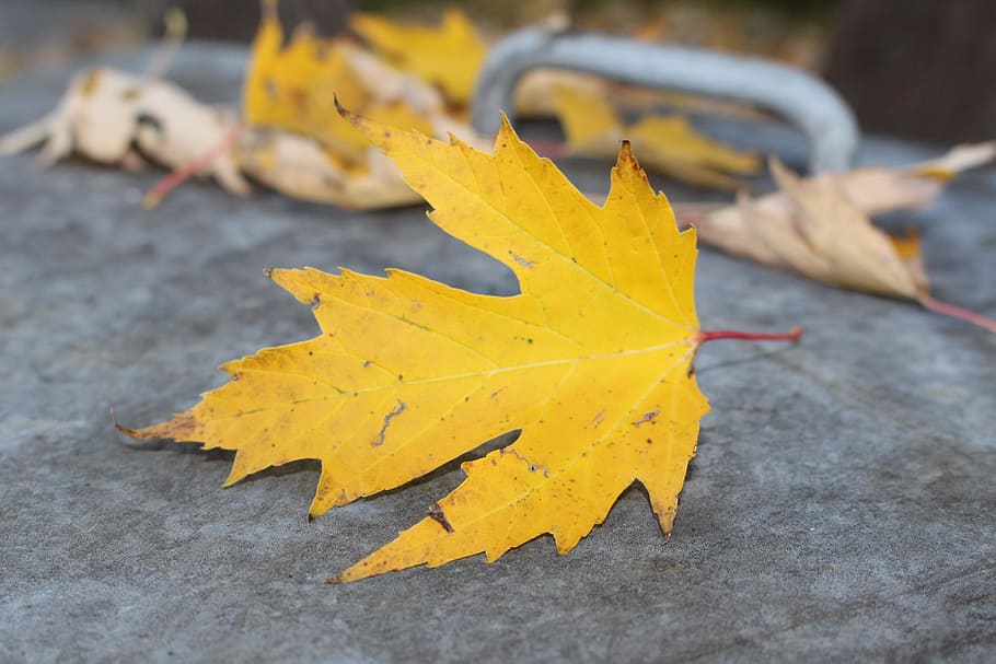maple leaf, autumn, yellow, fall foliage, leaves, golden, plant part HD wallpaper