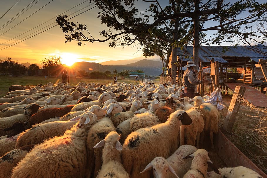group of sheep under orange sunset, shepherd, farmer, ninh thuan
