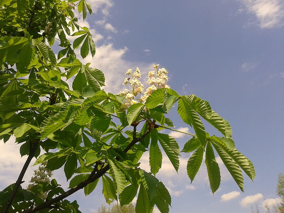 spring, nature, horse chestnut, leaf, plant part, growth, sky HD wallpaper