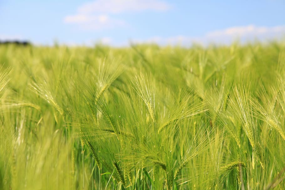 barley, cereals, fields, wheat, agriculture, nature, rural Scene HD wallpaper