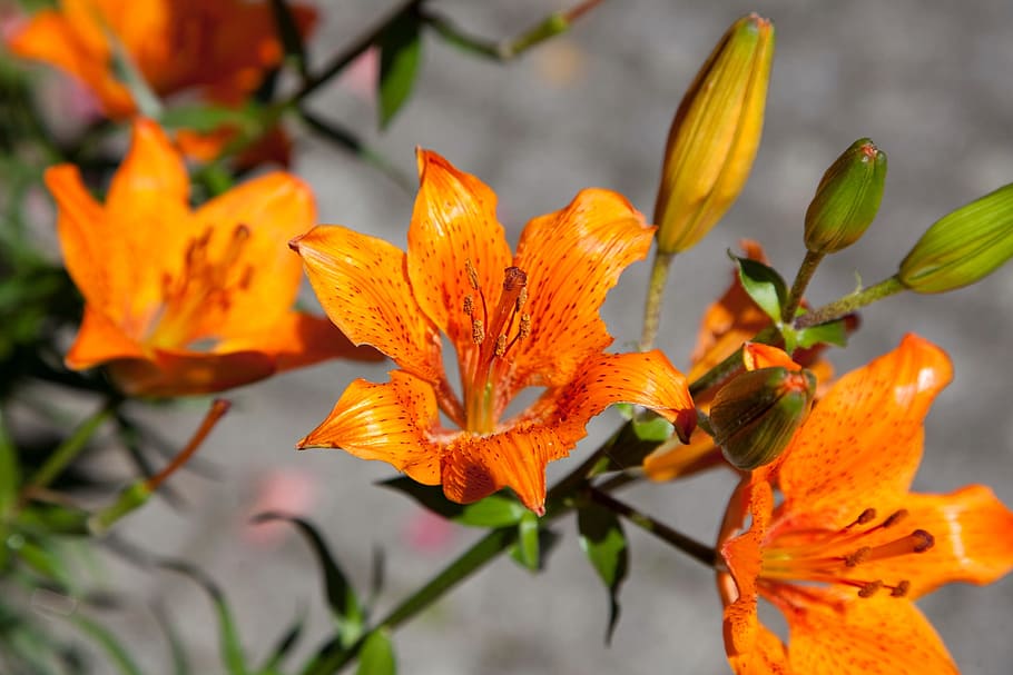 lily, nature, flora, botanic, leaves, orange color, plant, close-up HD wallpaper