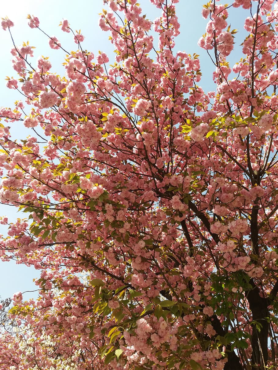 spring, views, flower, flowering, cherry blossom, water red HD wallpaper