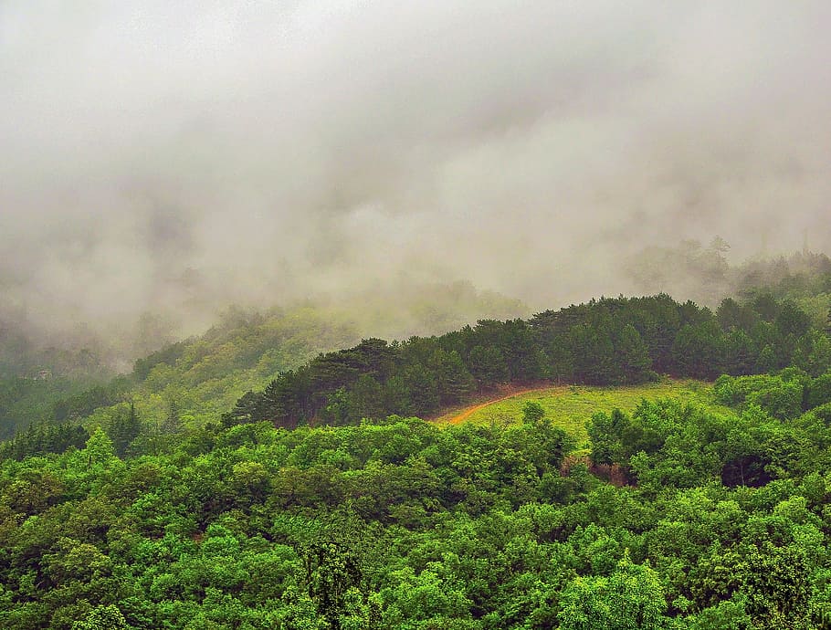 crimea, forest, hill, road, environment, tree, landscape, plant HD wallpaper
