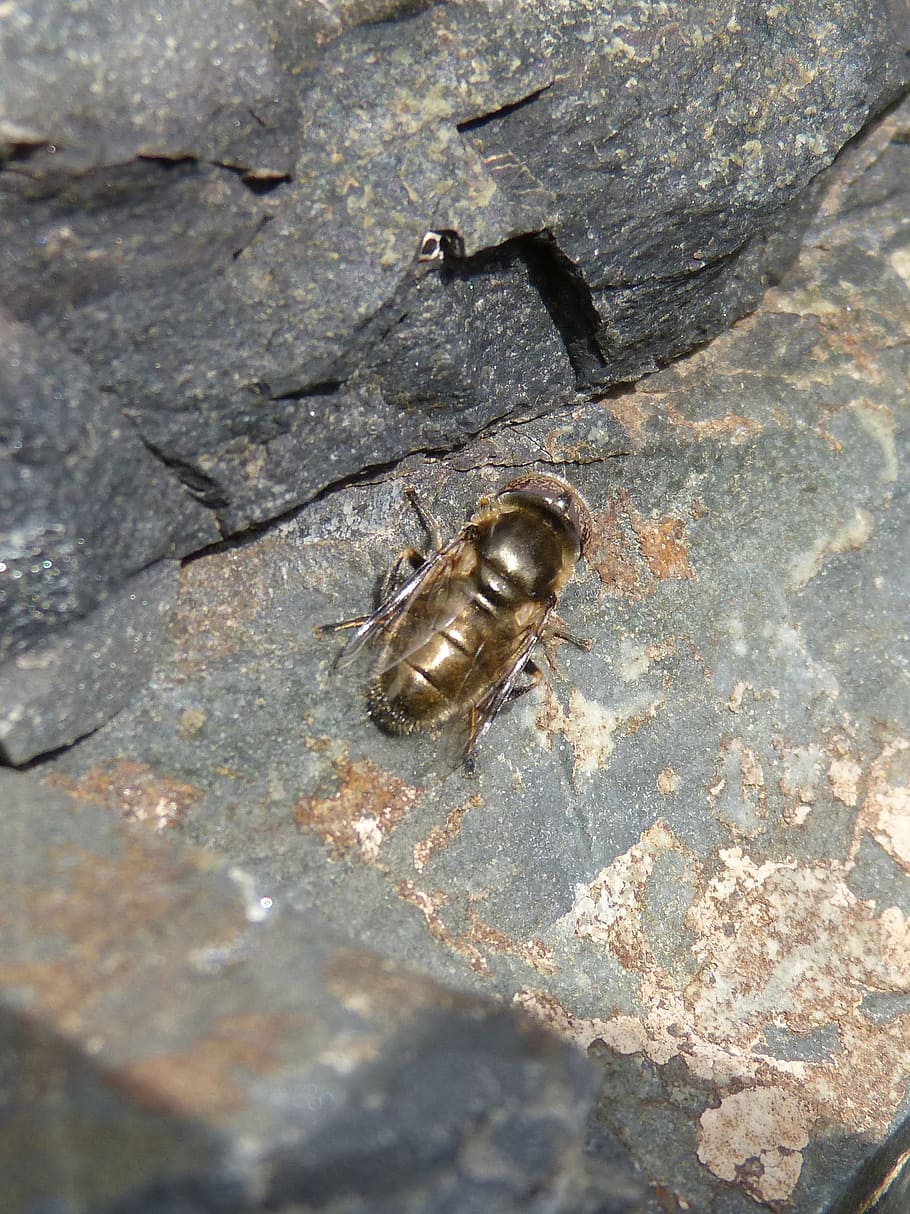 hoverfly, iridescent, insect, gold, metallic, nature, animalia HD wallpaper