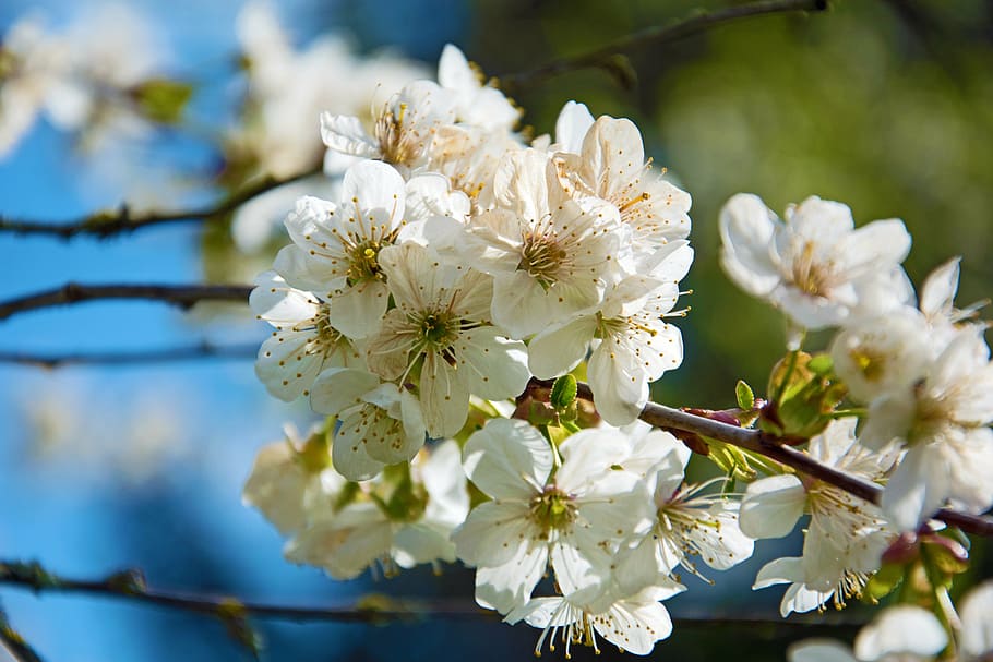 cherry blossoms, flowers, spring, tree, nature, white, branch HD wallpaper