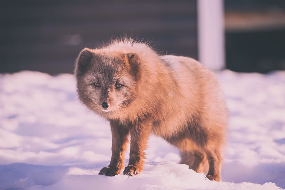 brown fox standing on snow-covered ground during daytime, brown fox standing on snow HD wallpaper