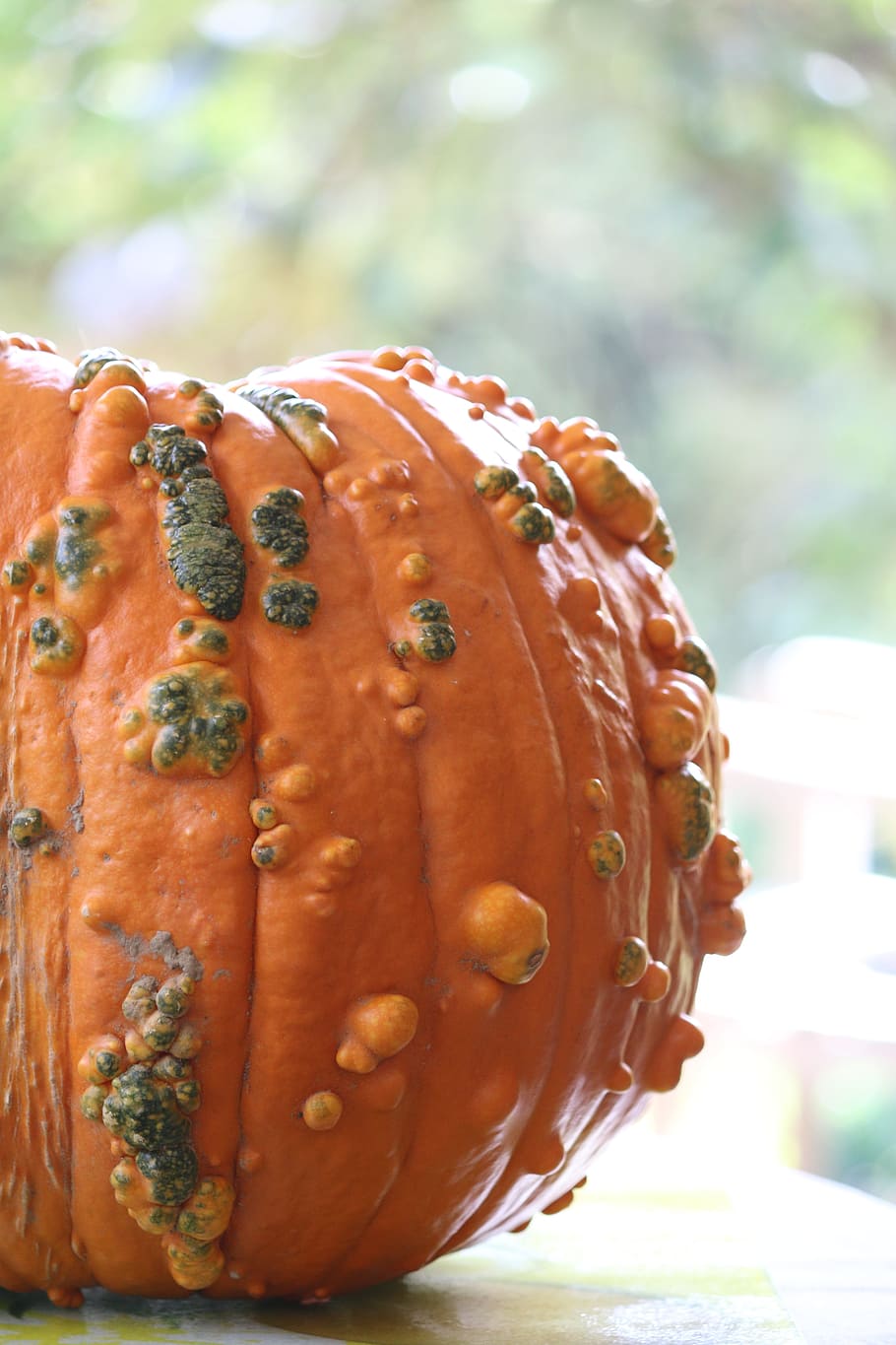 squash, vegetable, one, vegetable garden, produce, colors, pumpkin HD wallpaper