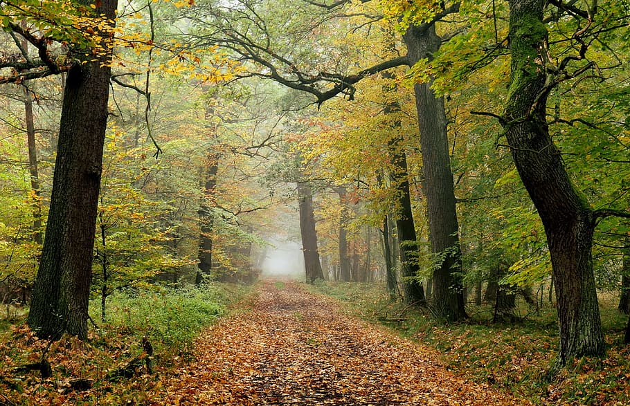 forest, autumn, tree, the path, lane, plant, direction, the way forward HD wallpaper