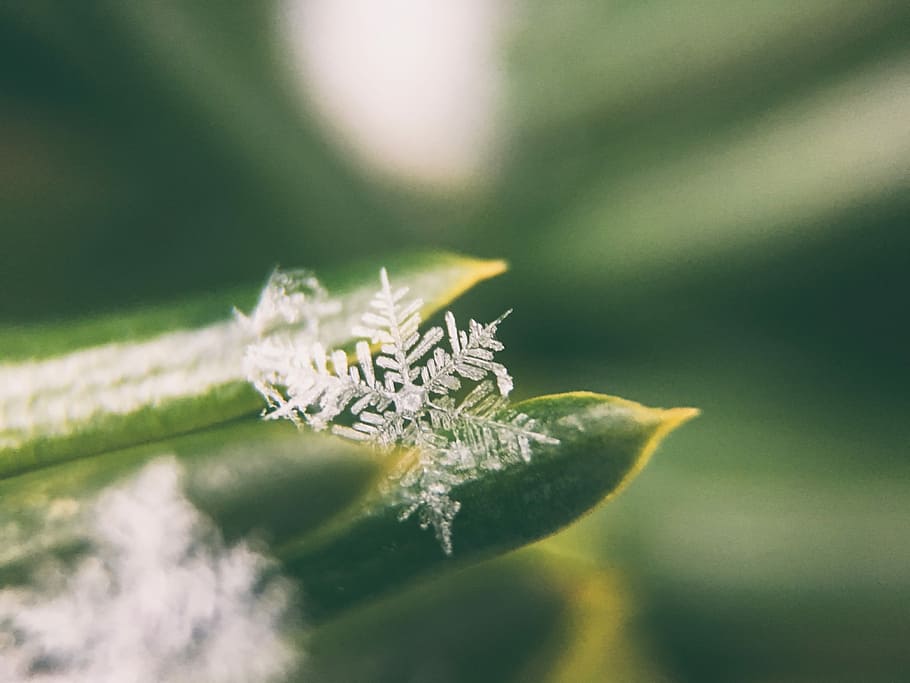 focus photo of snowflakes, microscopic snowflake, crystal, macro HD wallpaper