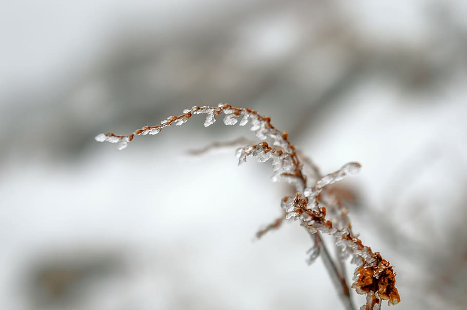 blur, close, close-up, cold, focus, frost, frozen, ice, icy HD wallpaper