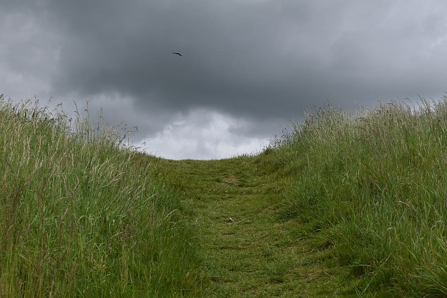 horizon, grass, cloud, path, meadow, cloud - sky, plant, nature HD wallpaper