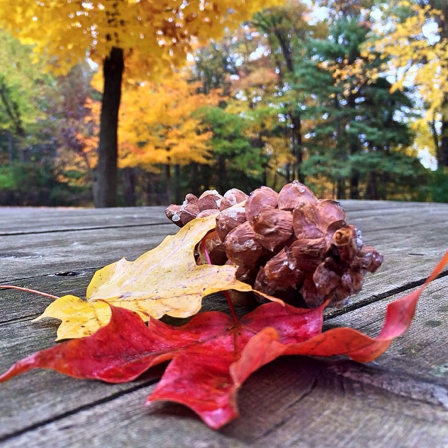 fall, autumn, leaves, leaf, nature, color, plant part, tree HD wallpaper
