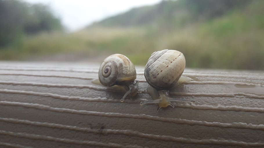 snails, insect, animal themes, animal wildlife, shell, animals in the wild HD wallpaper