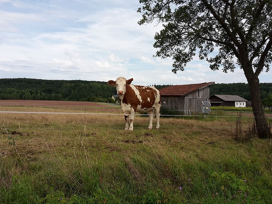 cow, summer, pasture, mammal, domestic animals, pets, animal themes HD wallpaper