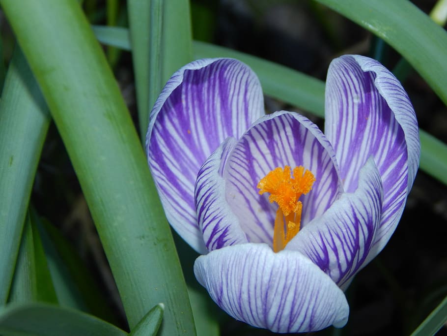 crocus, spring, early bloomer, purple, spring crocus, spring flower HD wallpaper