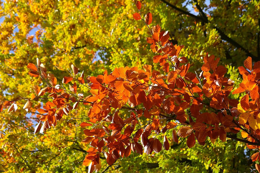 Beech, Leaves, Fall Color, Brown, beech leaves, green, autumn, HD wallpaper