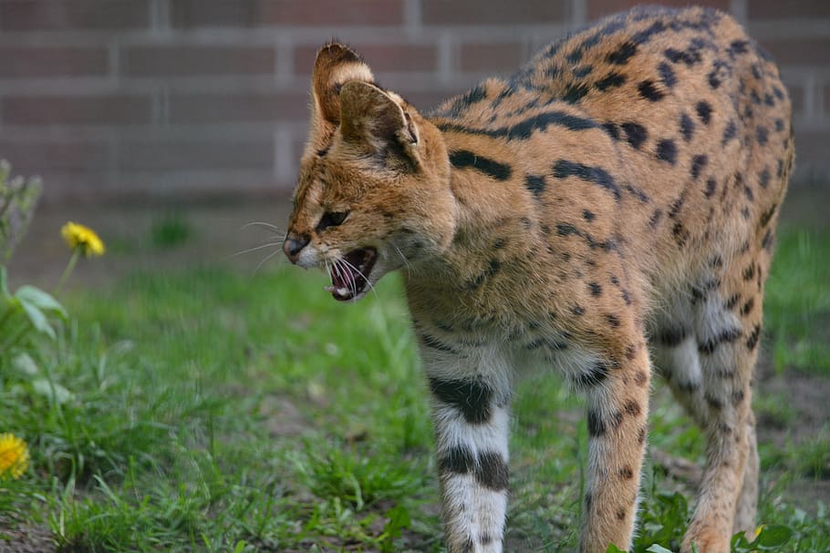 servals, small cat, wildcat, predators, mammals, hiss, wildlife HD wallpaper