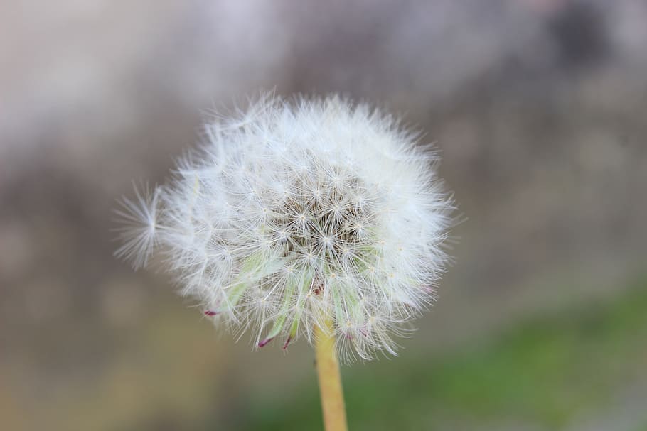 pollen, nature, izmit, dandelion, fragility, vulnerability HD wallpaper
