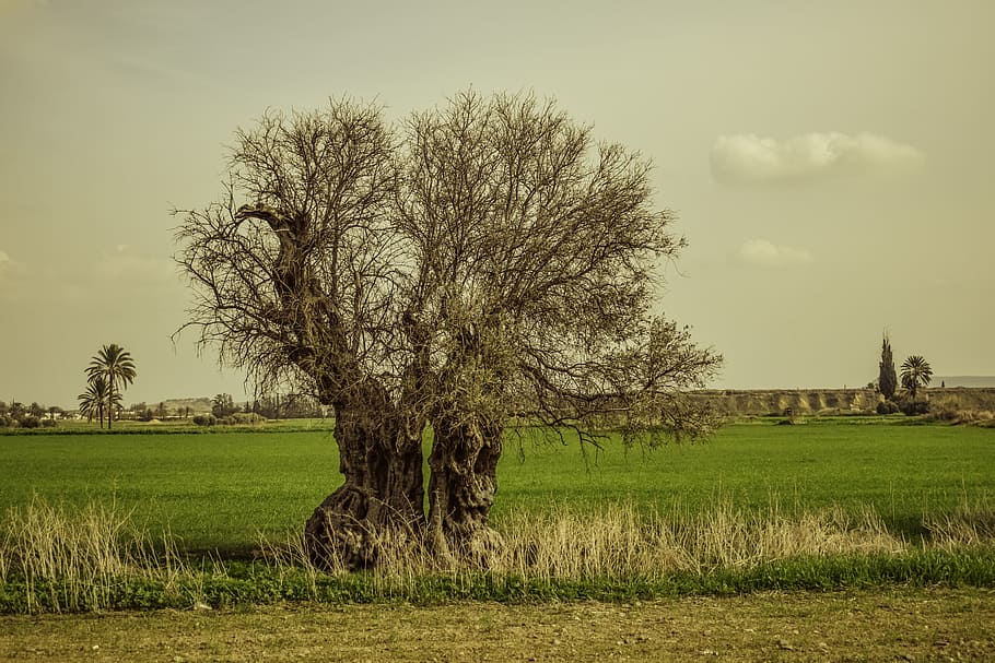 tree, landscape, nature, fields, winter, scenery, rural, countryside HD wallpaper