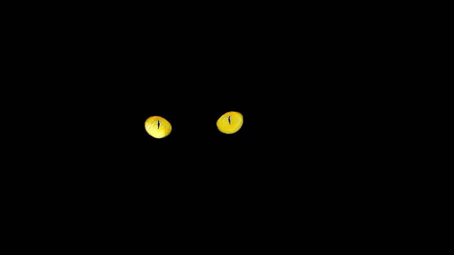 HD wallpaper: black cat, eyes, cat’s eyes, night, yellow, no people