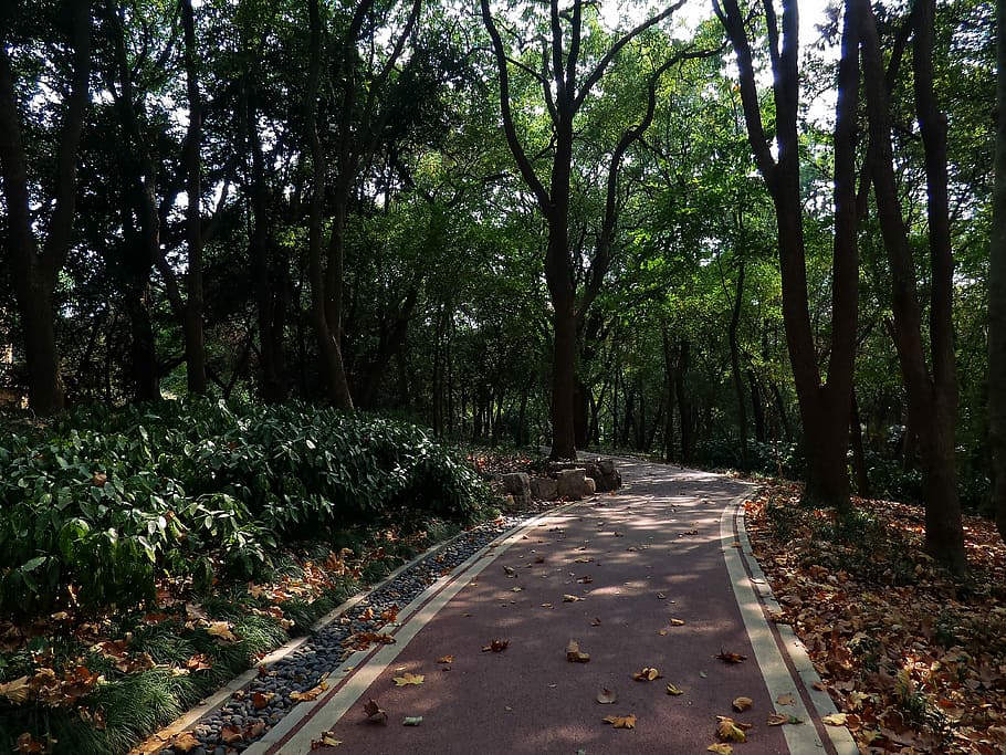 Mountains, Quiet, Tree, Path, tree-lined path, forest, nature HD wallpaper
