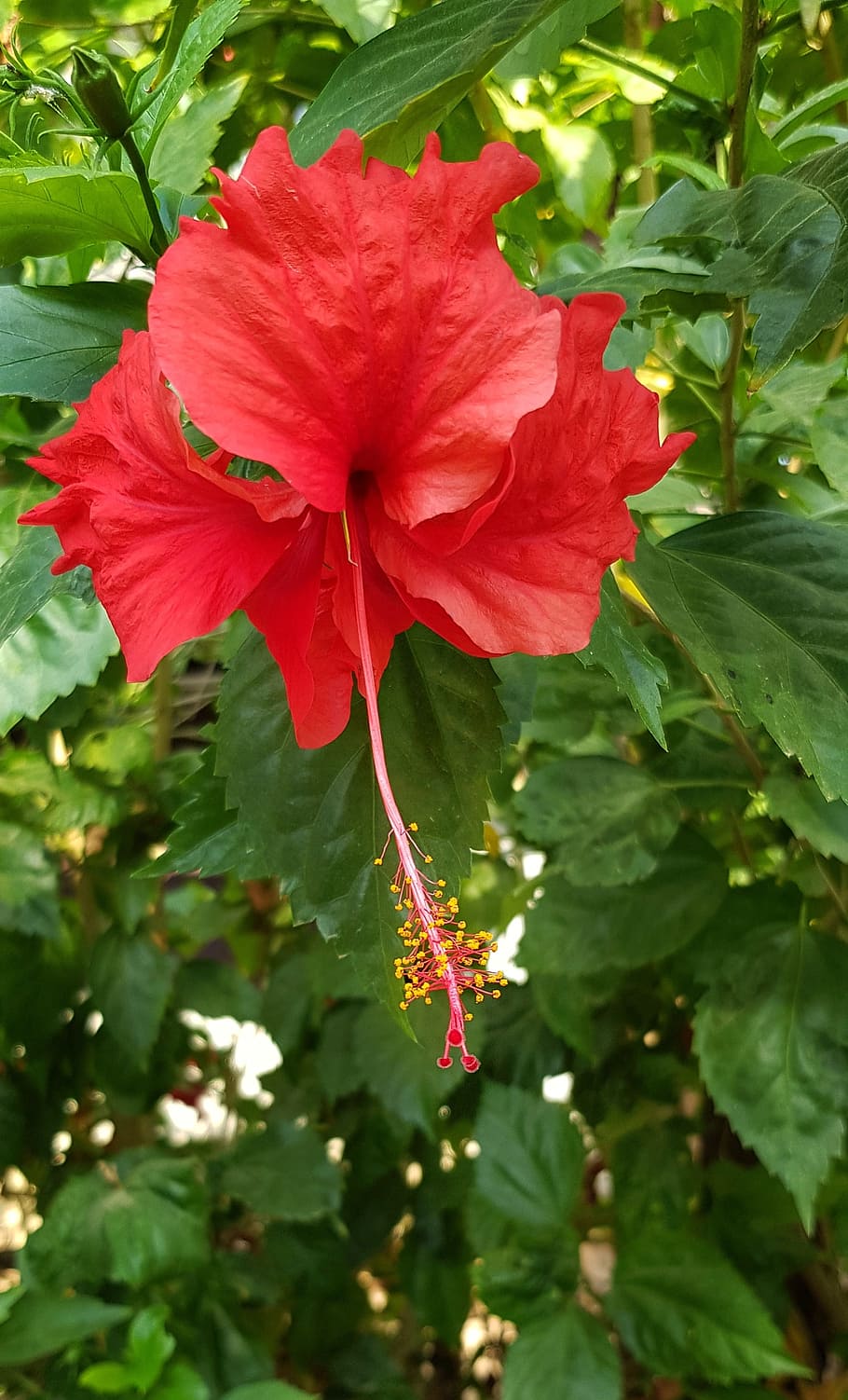hibiscus, red, flower, full, bloom, nature, leaf, flora, garden HD wallpaper