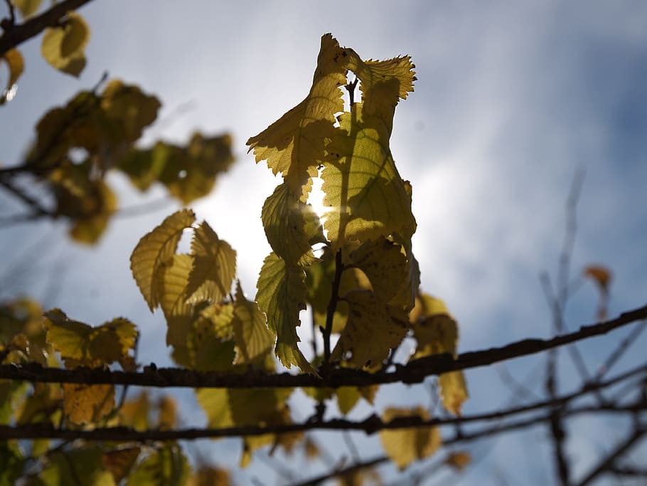 autumn, leaves, backlight, dry leaf, tree, forest, yellow, colors HD wallpaper