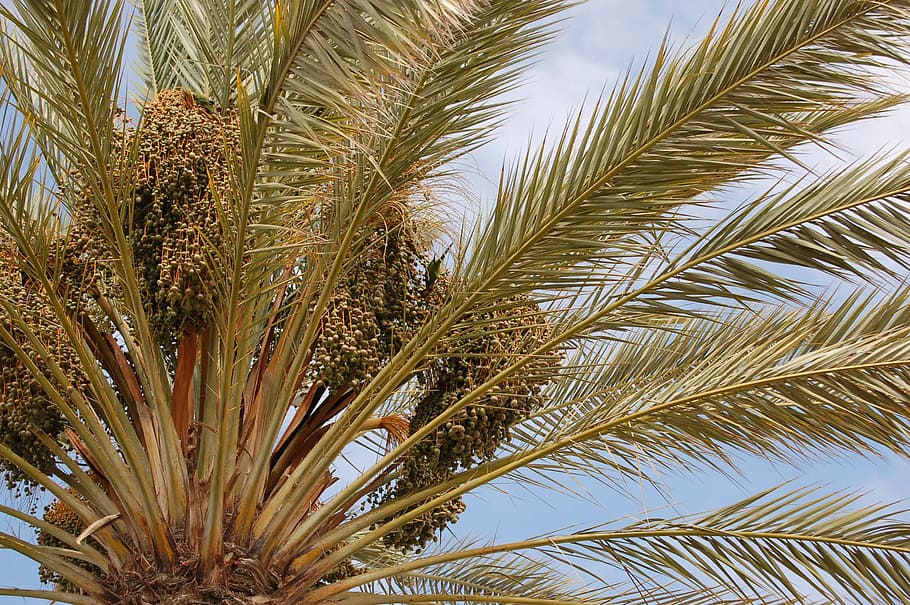 palm tree, holiday, tropical, plant, growth, tropical climate HD wallpaper