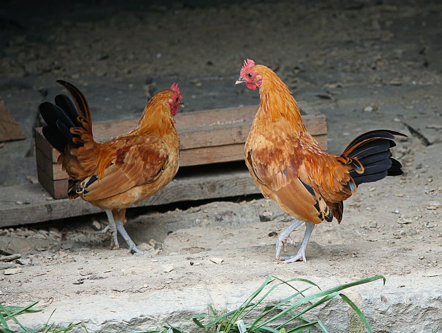 two brown chickens on gray soil, Hens, Bantam Chickens, Poultry, Farm