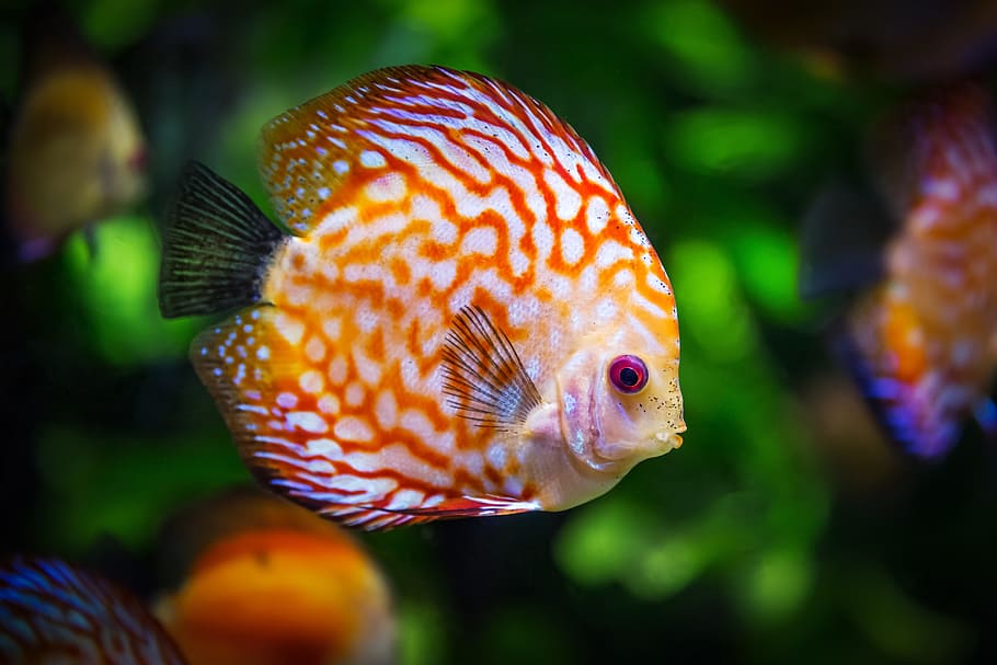 orange and white discus fish, symphysodon aequifasciatus, nature