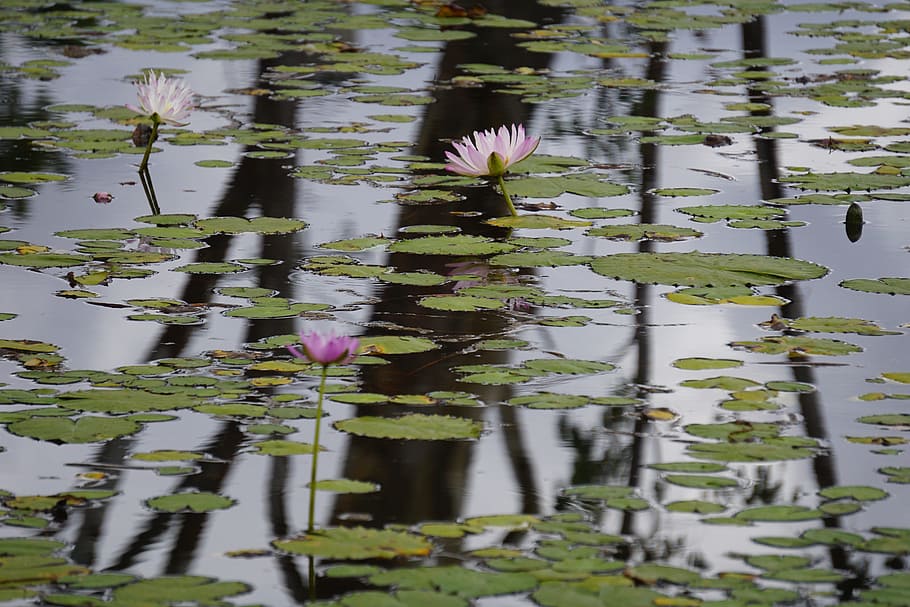tranquil, reflection, pond, waterlily, nature, tranquility HD wallpaper