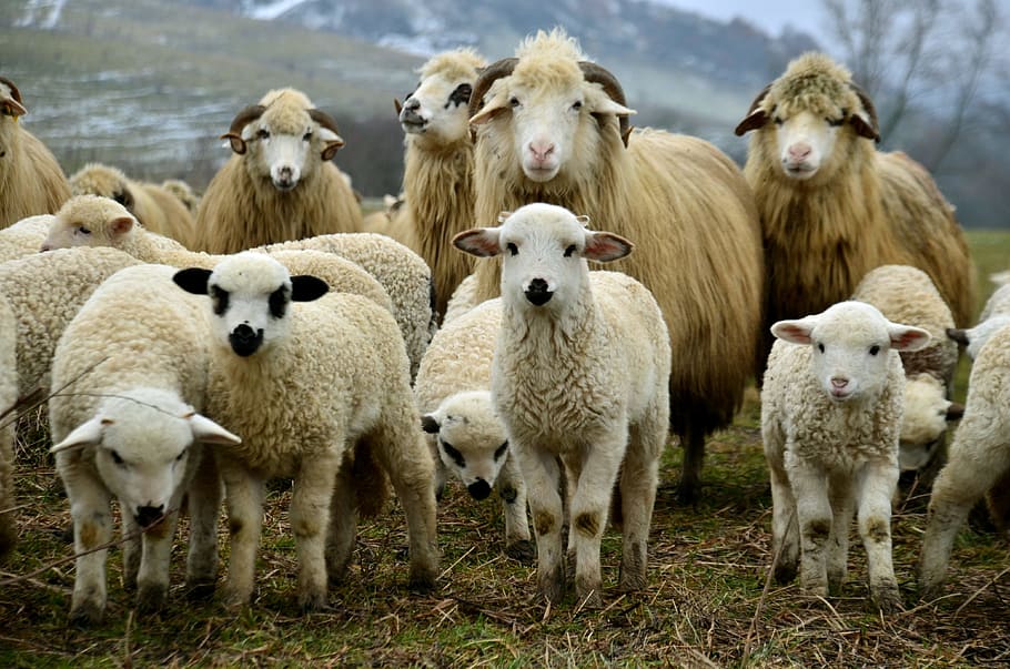 panoramic photography of flock of sheeps, lamb, listen, field, HD wallpaper