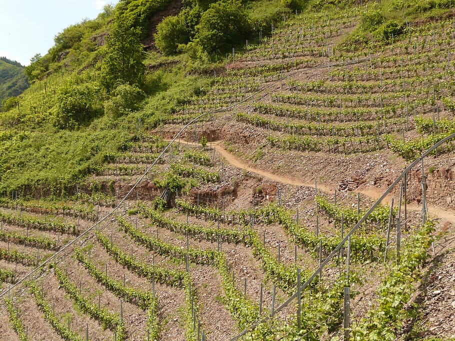 Vineyard, Steep Slope, Winegrowing, steep location, mosel, cask of mosel wine, HD wallpaper