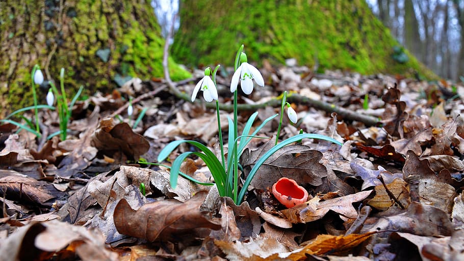 spring, forest, flower, mushroom, leaf, plant part, land, nature HD wallpaper
