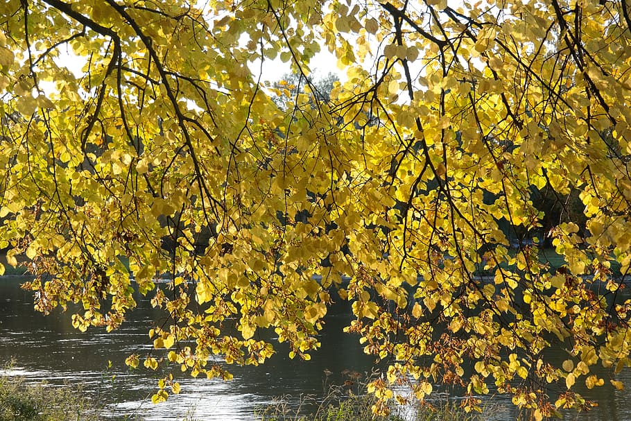 linde, tree, autumn, fall color, leaves, yellow, fall foliage HD wallpaper