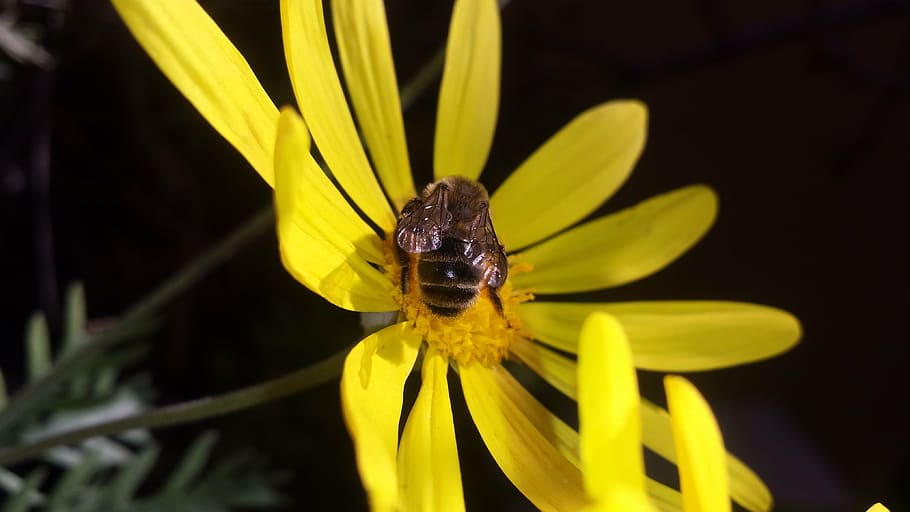 flower, daisy, bee, obrera, honey, yellow, flowering plant HD wallpaper