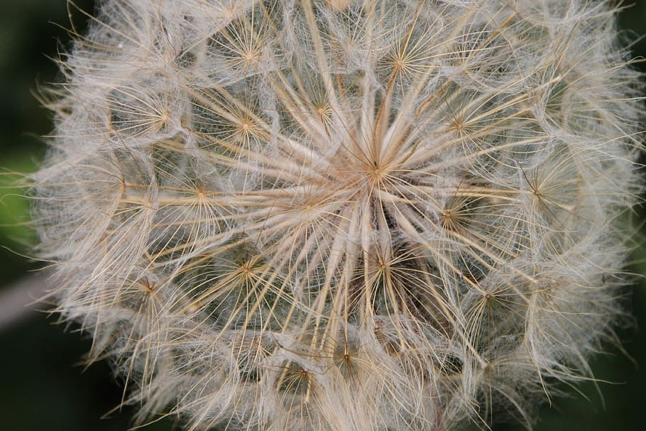 Close-Up, Dandelion, Fluff, blue, officinale, sky, taraxacum HD wallpaper