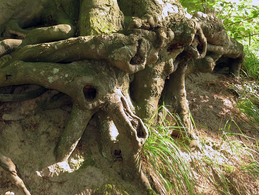 Tree Root, Branches, Overgrown, plant, log, old, forest, nature HD wallpaper
