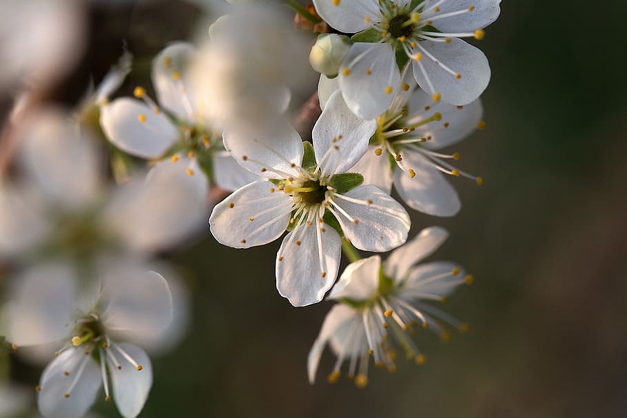 apple blossom, nature, creation, spring, apple tree, apple tree blossom HD wallpaper