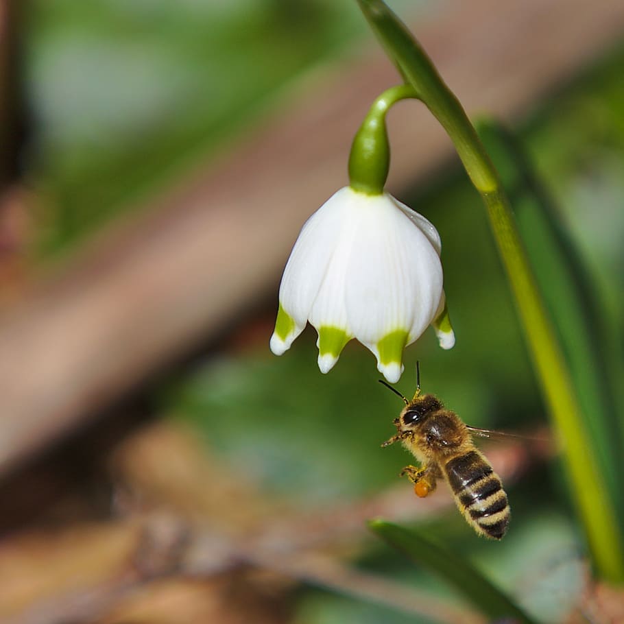 spring, bee, insect, invertebrate, animal themes, animals in the wild HD wallpaper